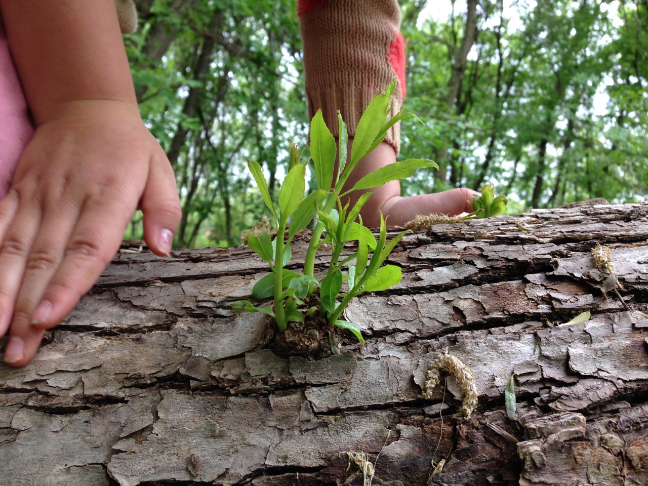 hands of young child looking at sprout
