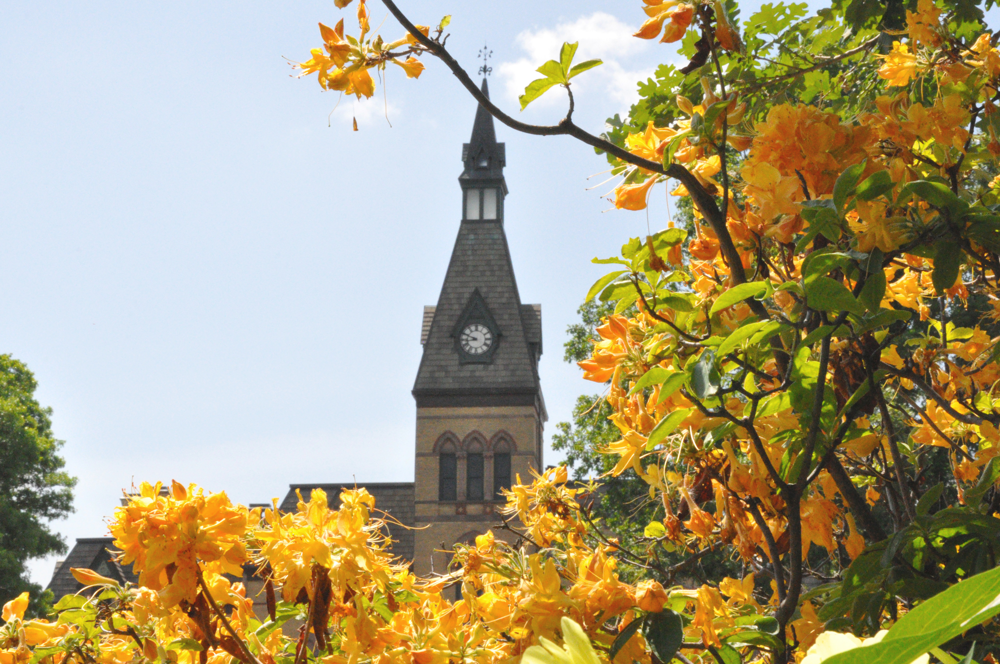 Spire of Old Main with orange flowers