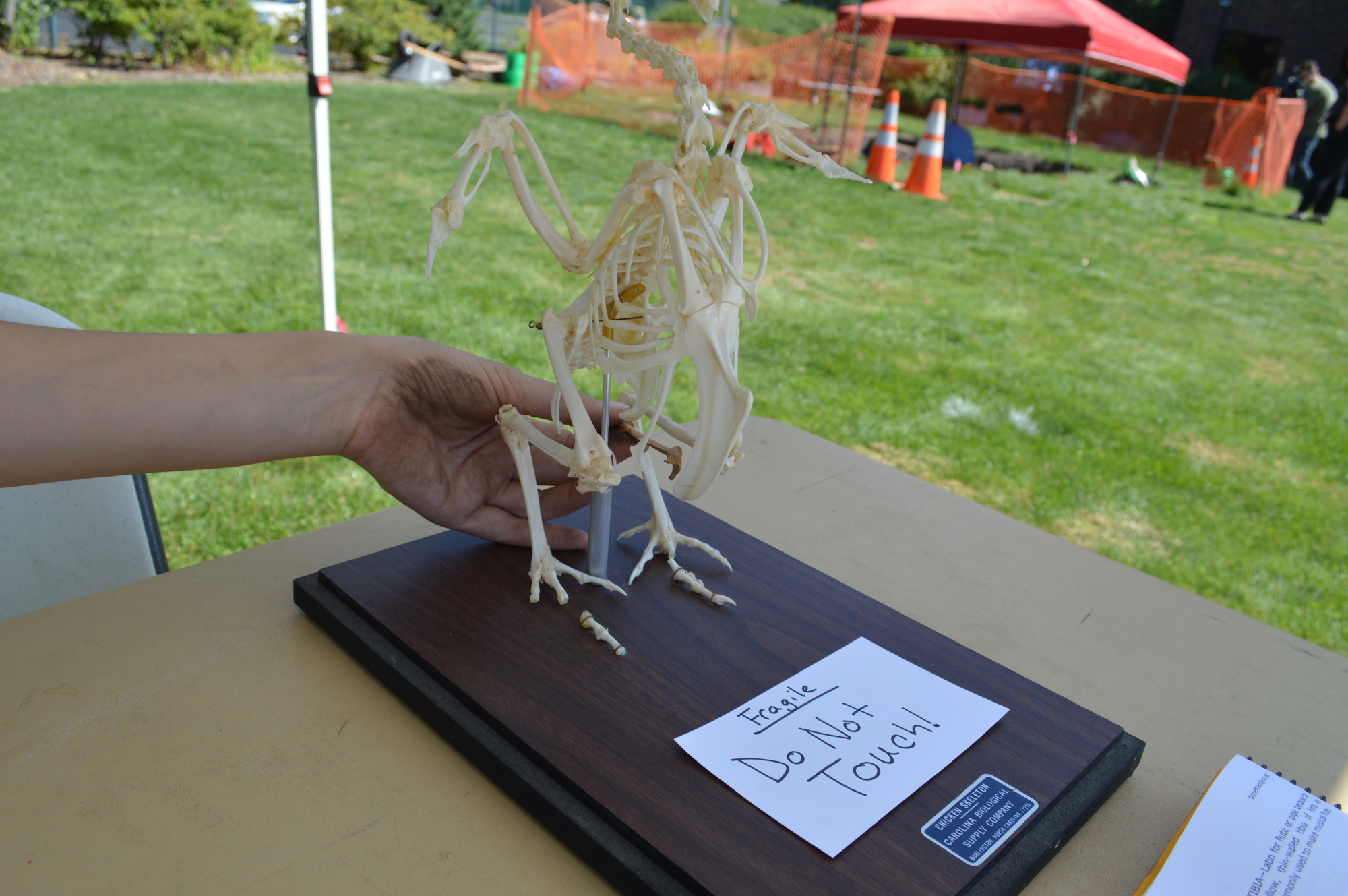 Anthropology, bird skeleton collected from Hamline dig