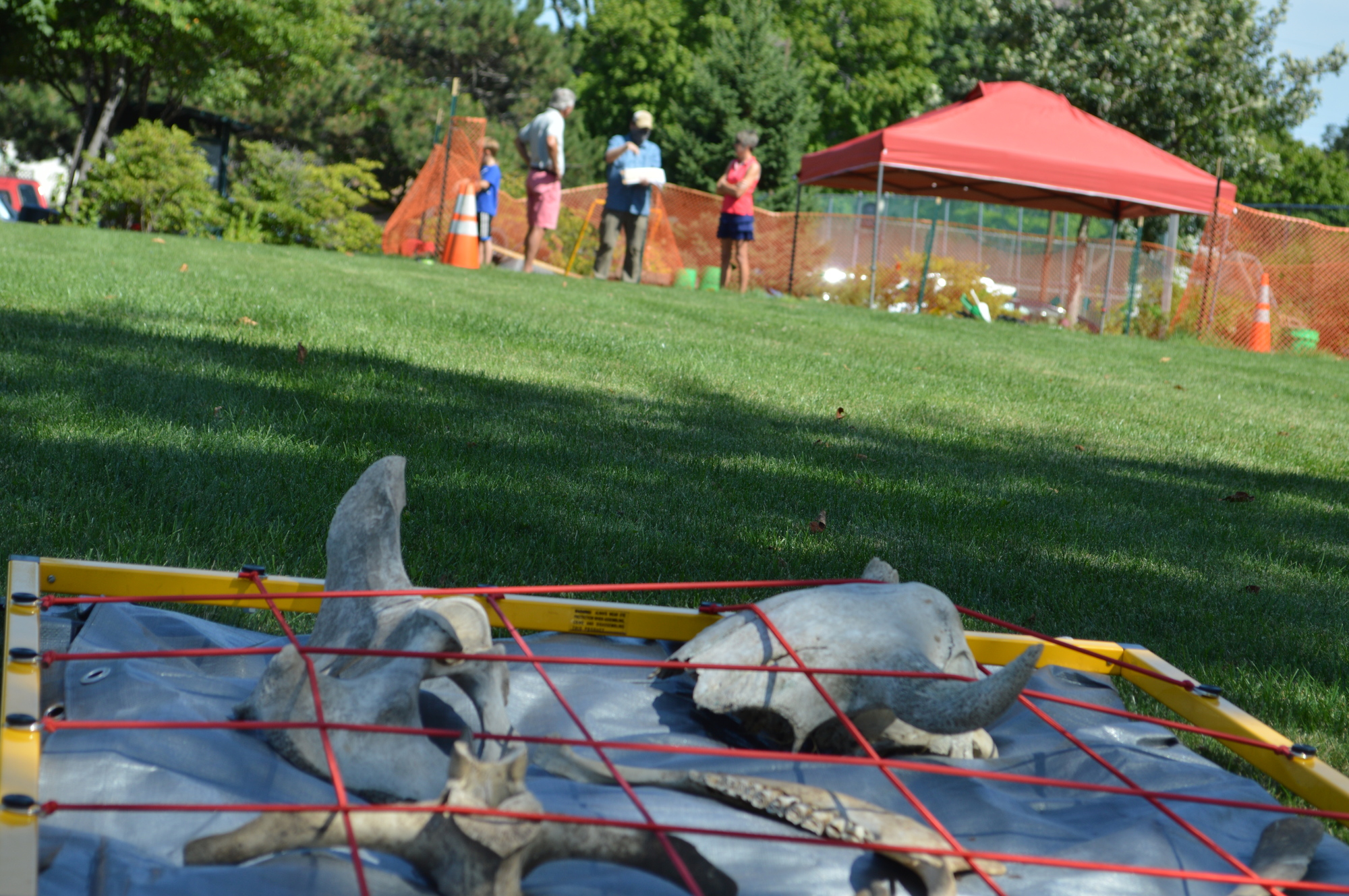 Anthropology, artifacts and bones collected from Hamline dig