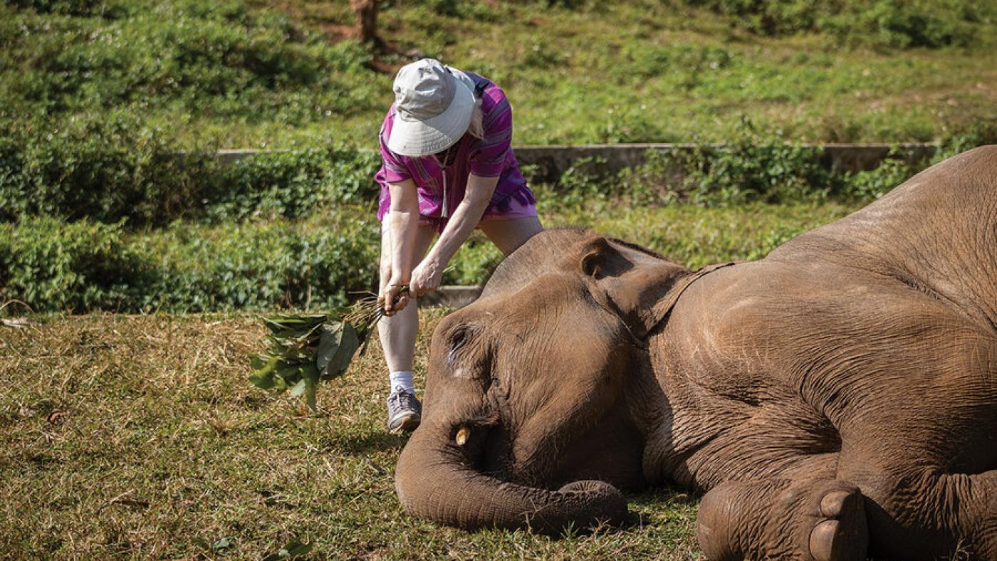 Elephant brushing