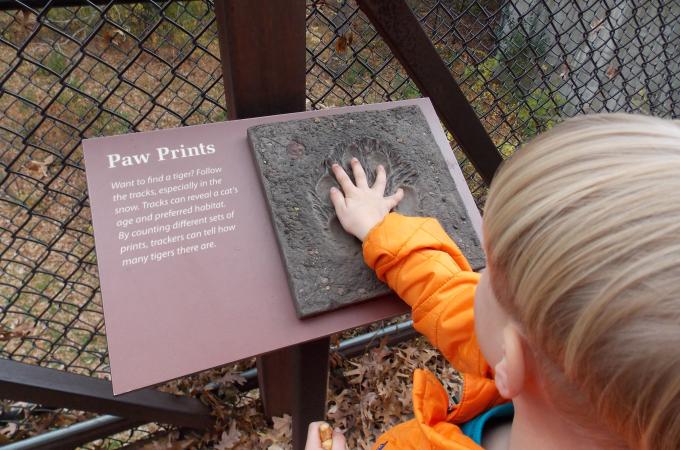 young child putting hand on mold of paw print
