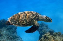 Turtle swimming underwater