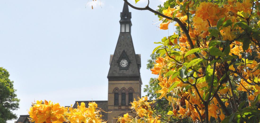 Old Main clock tower above fall leaves, Hamline campus