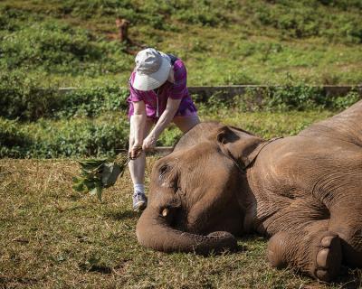 Elephant brushing