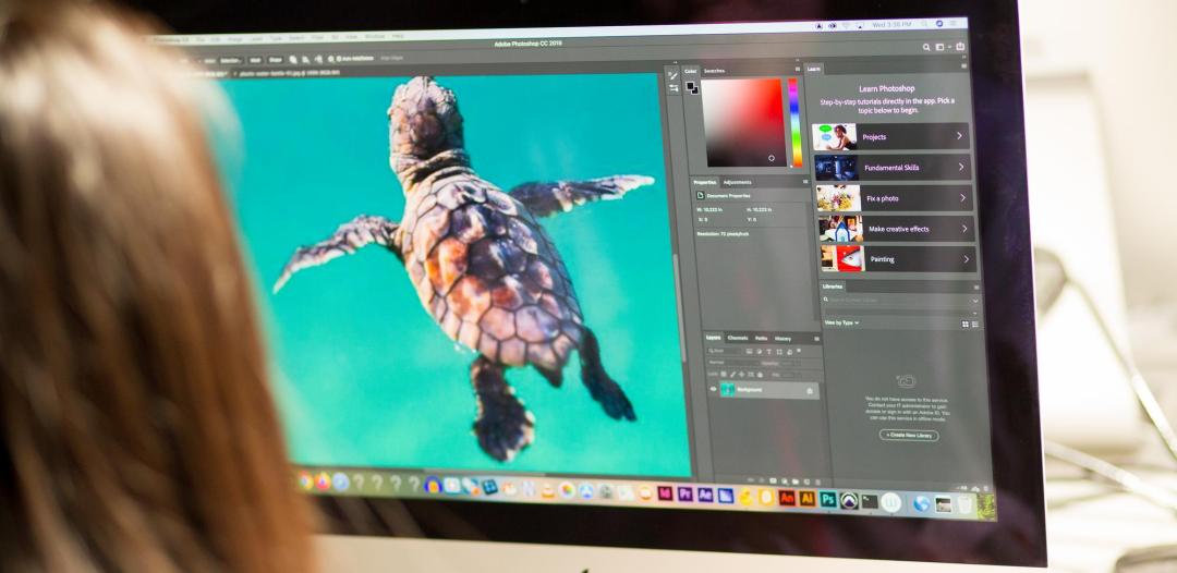 Hamline student viewing computer screen with image of turtle, graphic design software