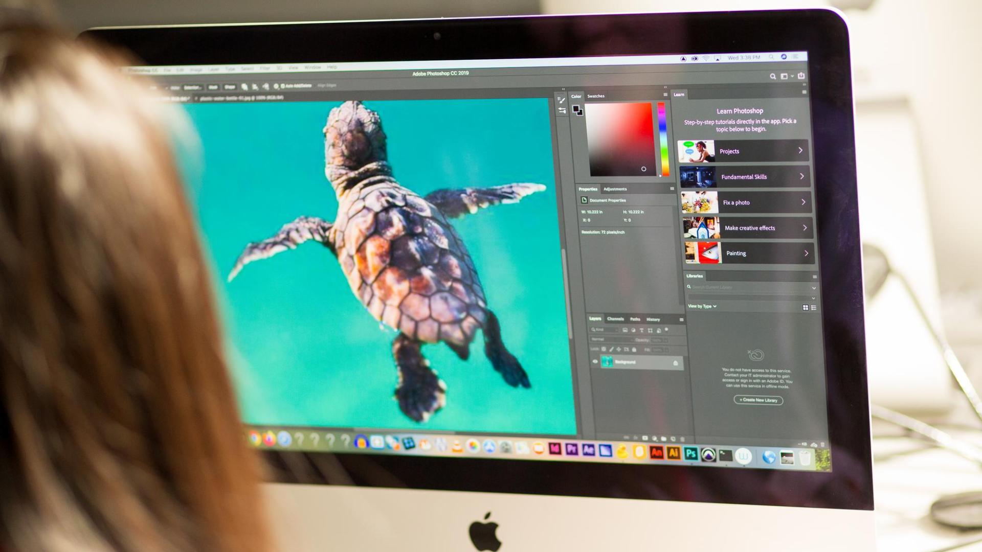 Hamline student viewing computer screen with image of turtle, graphic design software